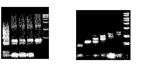 Dois resultados do computador de DNA de Adleman. A imagem B contm a resposta do Caminho do Viajante