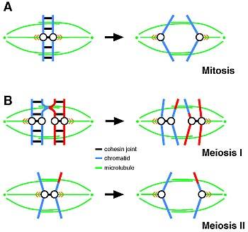 Separação dos cromossomos na mitose e na meiose, em imagem do IMP