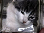 Imagens do site Bonsai Kitten