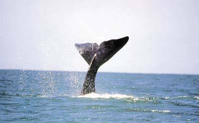 Vem crescendo bastante o turismo de contemplao das baleias